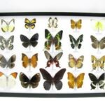 20 wunderschöne echte Schmetterlinge im schwarzen Rahmen als Wandbild - A-20-madam-15