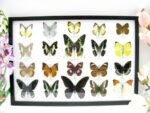 20 wunderschöne echte Schmetterlinge im schwarzen Rahmen als Wandbild - A-20-madam-16