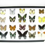 20 wunderschöne echte Schmetterlinge im schwarzen Rahmen als Wandbild - A-20-madam-16