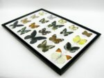 20 wunderschöne echte Schmetterlinge im schwarzen Rahmen als Wandbild - A-20-madam-16 – Bild 5