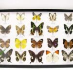 20 wunderschöne echte Schmetterlinge im schwarzen Rahmen als Wandbild - A-20-madam-17