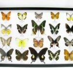 20 wunderschöne echte Schmetterlinge im schwarzen Rahmen als Wandbild - A-20-madam-18