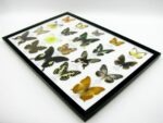 20 wunderschöne echte Schmetterlinge im schwarzen Rahmen als Wandbild - A-20-madam-18 – Bild 5