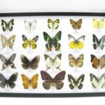 20 wunderschöne echte Schmetterlinge im schwarzen Rahmen als Wandbild - A-20-madam-19