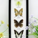 4 wunderschöne echte Schmetterlinge im Bilderrahmen - A-04-h-01