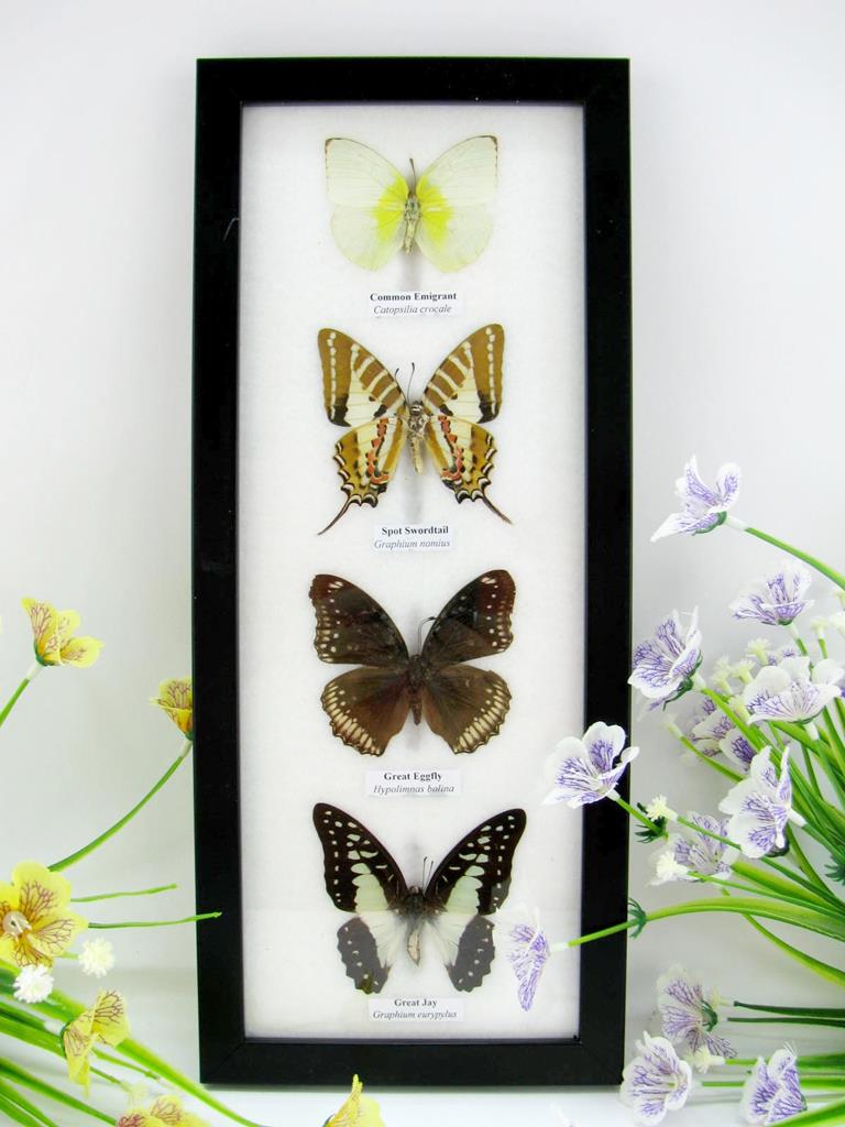 4 schmetterlinge im Bilderrahmen A-04-01-b