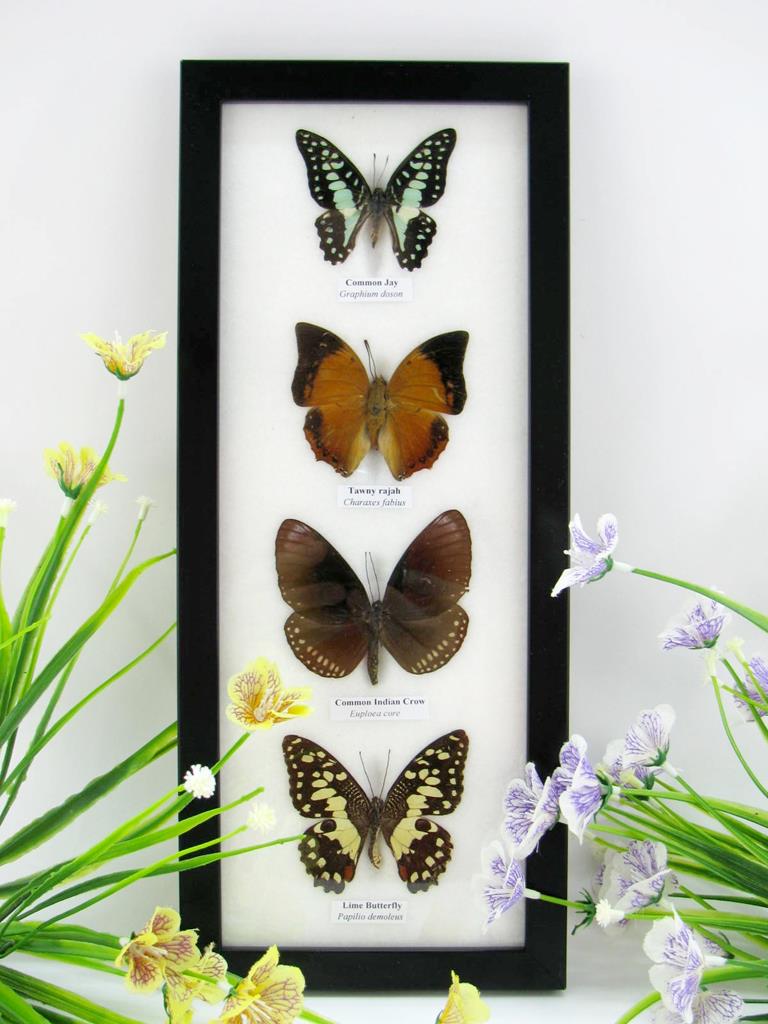 4 schmetterlinge im Bilderrahmen A-04-02-b
