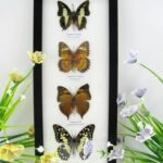 4 wunderschöne echte Schmetterlinge im Bilderrahmen - A-04-h-03