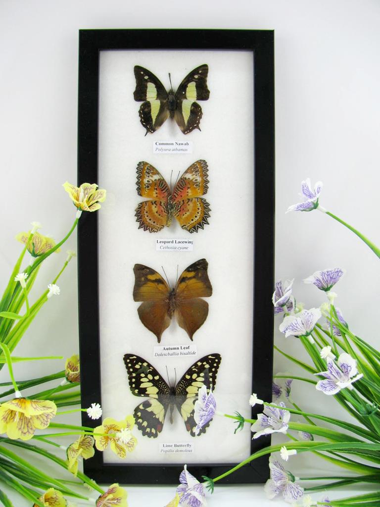 4 schmetterlinge im Bilderrahmen A-04-03-b