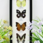 4 wunderschöne echte Schmetterlinge im Bilderrahmen - A-04-h-04