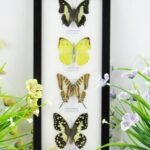 4 wunderschöne echte Schmetterlinge im Bilderrahmen - A-04-h-06