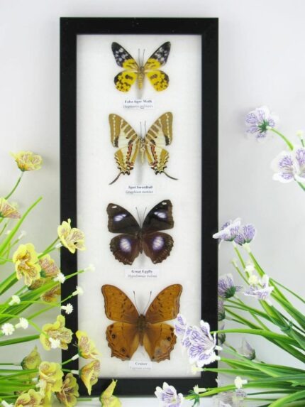 4 wunderschöne echte Schmetterlinge im Bilderrahmen - A-04-h-08