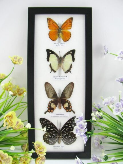 4 wunderschöne echte Schmetterlinge im Bilderrahmen - A-04-h-14