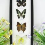 4 wunderschöne echte Schmetterlinge im Bilderrahmen - A-04-h-15