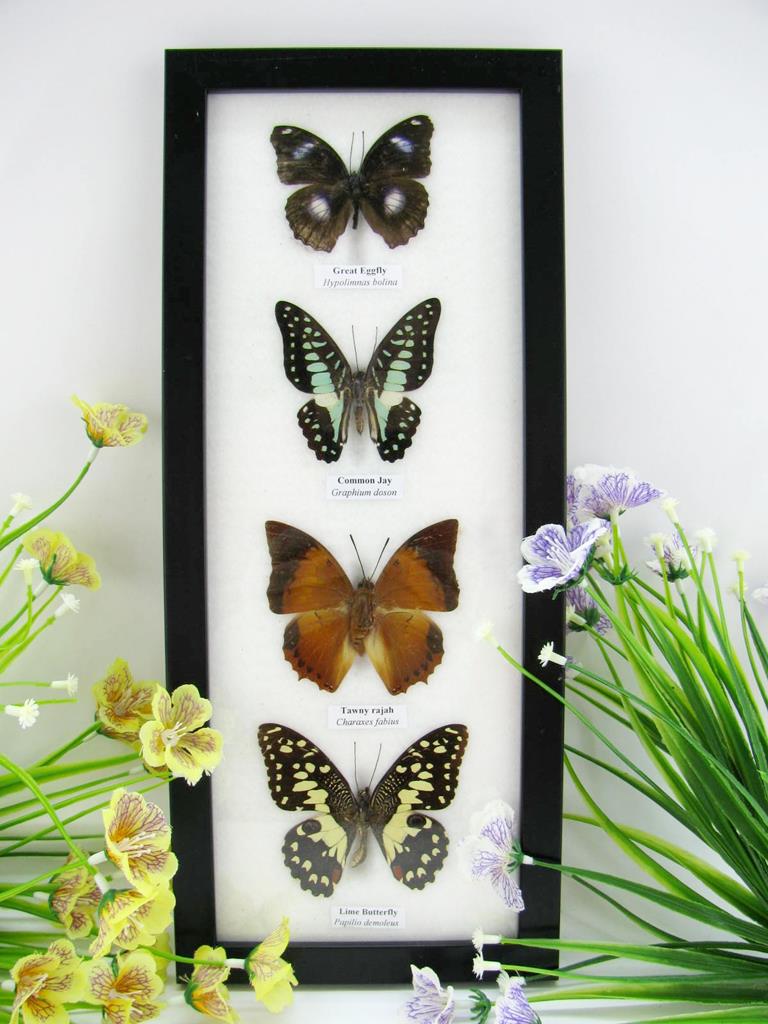 4 schmetterlinge im Bilderrahmen A-04-17-b