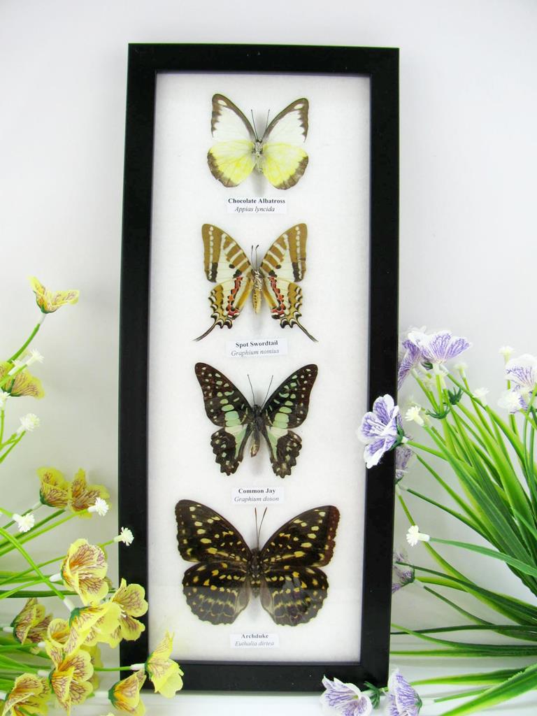4 schmetterlinge im Bilderrahmen A-04-19-b