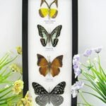 4 wunderschöne echte Schmetterlinge im Bilderrahmen - A-04-h-20