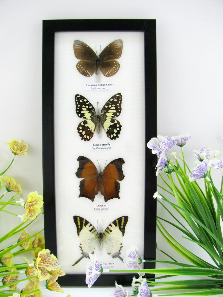 4 schmetterlinge im Bilderrahmen A-04-21-b