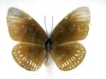 4 wunderschöne echte Schmetterlinge im Bilderrahmen - A-04-h-21 – Bild 9