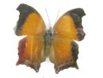 4 wunderschöne echte Schmetterlinge im Bilderrahmen - A-04-h-21 – Bild 11