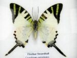 4 wunderschöne echte Schmetterlinge im Bilderrahmen - A-04-h-21 – Bild 12