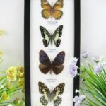4 wunderschöne echte Schmetterlinge im Bilderrahmen - A-04-h-22