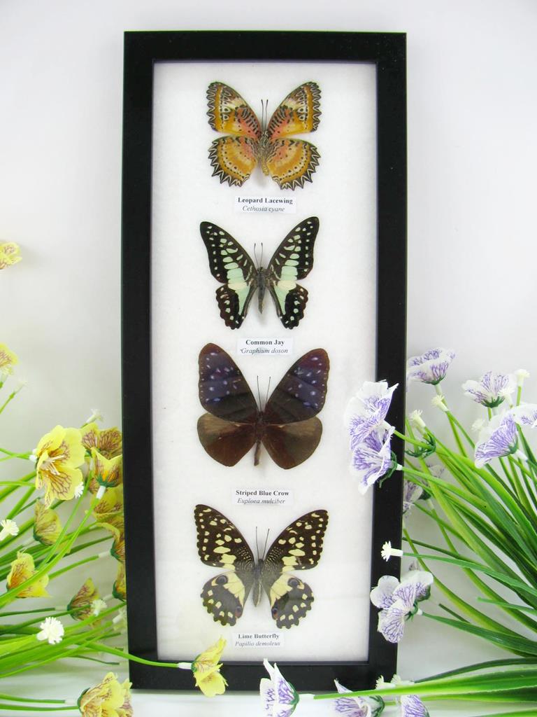 4 schmetterlinge im Bilderrahmen A-04-22-b