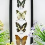 4 wunderschöne echte Schmetterlinge im Bilderrahmen - A-04-h-23