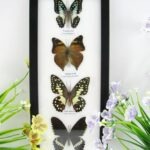 4 wunderschöne echte Schmetterlinge im Bilderrahmen - A-04-h-24