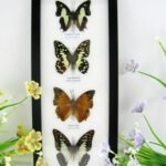 4 wunderschöne echte Schmetterlinge im Bilderrahmen - A-04-h-27