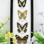 4 wunderschöne echte Schmetterlinge im Bilderrahmen - A-04-h-28