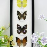4 wunderschöne echte Schmetterlinge im Bilderrahmen - A-04-h-30