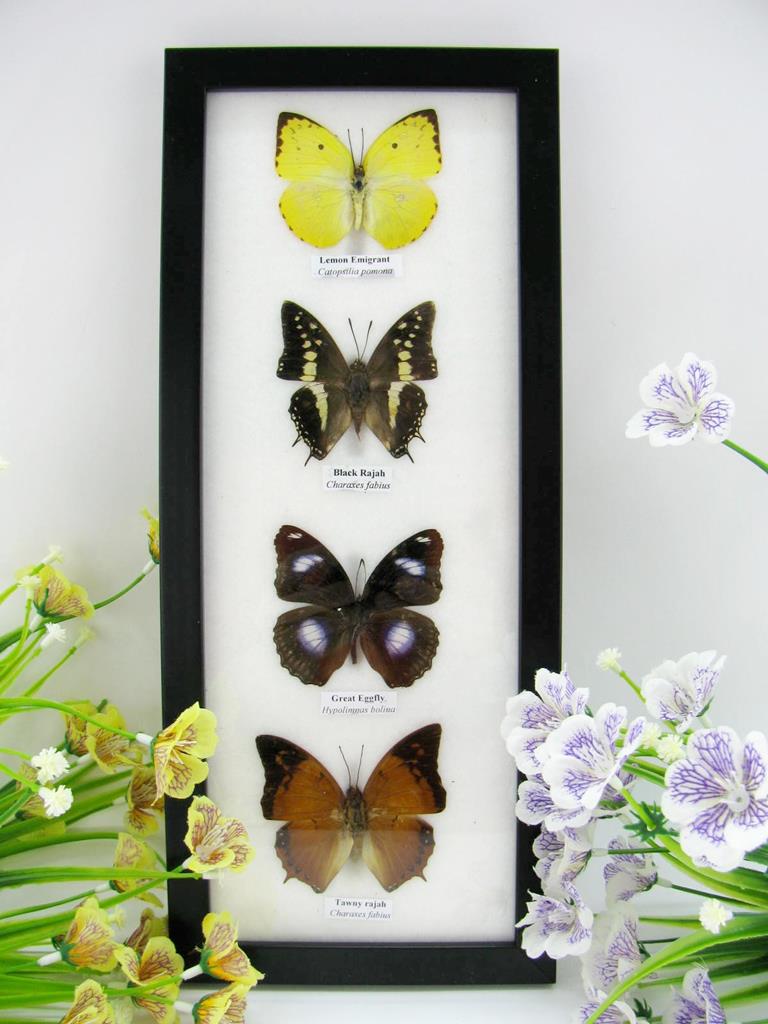 4 schmetterlinge im Bilderrahmen A-04-30-b