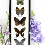 5 wunderschöne echte Schmetterlinge im XL Rahmen als Wandbild - A-05-xxl-03