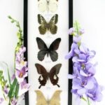 5 wunderschöne echte Schmetterlinge im XL Rahmen als Wandbild - A-05-xxl-06