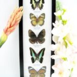 5 wunderschöne echte Schmetterlinge im Rahmen als Wandbild - A-05-h-01