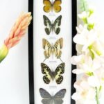 5 wunderschöne echte Schmetterlinge im Rahmen als Wandbild - A-05-h-02