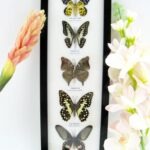 5 wunderschöne echte Schmetterlinge im Rahmen als Wandbild - A-05-h-03