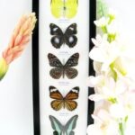 5 wunderschöne echte Schmetterlinge im Rahmen als Wandbild - A-05-h-04