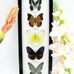 5 wunderschöne echte Schmetterlinge im Rahmen als Wandbild - A-05-h-06