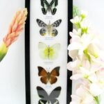 5 wunderschöne echte Schmetterlinge im Rahmen als Wandbild - A-05-h-08