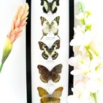 5 wunderschöne echte Schmetterlinge im Rahmen als Wandbild - A-05-h-09