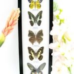 5 wunderschöne echte Schmetterlinge im Rahmen als Wandbild - A-05-h-10