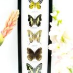 5 wunderschöne echte Schmetterlinge im Rahmen als Wandbild - A-05-h-13