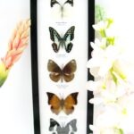 5 wunderschöne echte Schmetterlinge im Rahmen als Wandbild - A-05-h-15