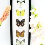 5 wunderschöne echte Schmetterlinge im Rahmen als Wandbild - A-05-h-16