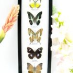 5 wunderschöne echte Schmetterlinge im Rahmen als Wandbild - A-05-h-17