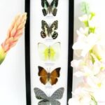 5 wunderschöne echte Schmetterlinge im Rahmen als Wandbild - A-05-h-18