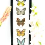 5 wunderschöne echte Schmetterlinge im Rahmen als Wandbild - A-05-h-19