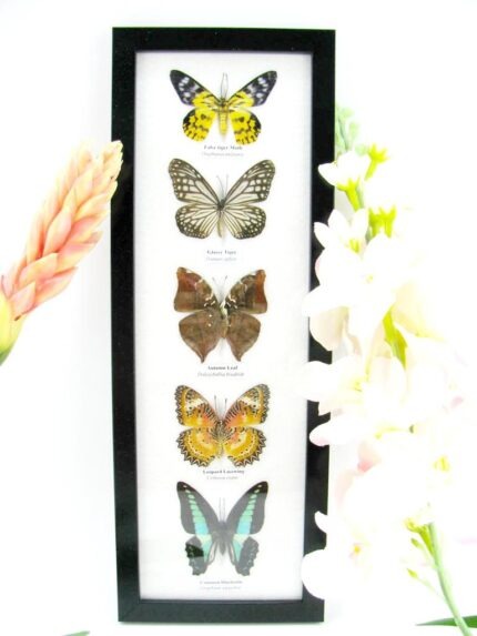 5 wunderschöne echte Schmetterlinge im Rahmen als Wandbild - A-05-h-19